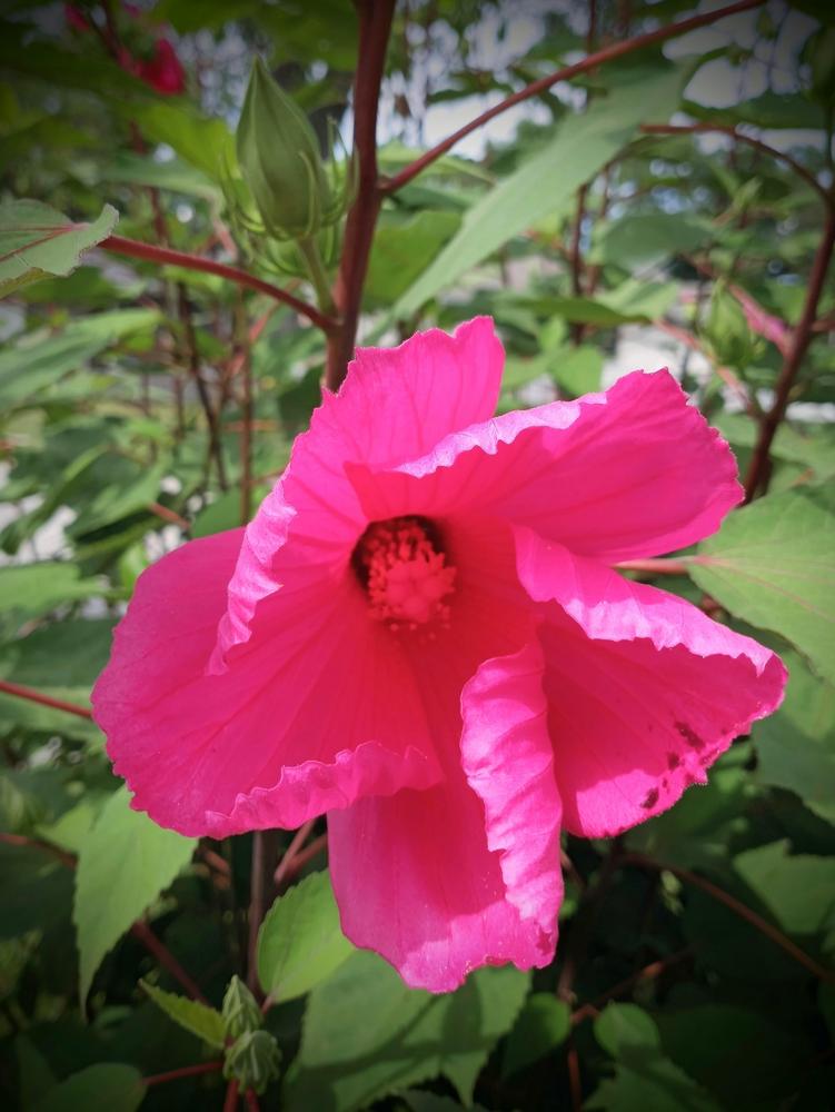Photo of Confederate Rose (Hibiscus mutabilis) uploaded by JayZeke