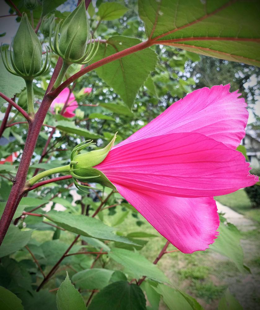 Photo of Confederate Rose (Hibiscus mutabilis) uploaded by JayZeke