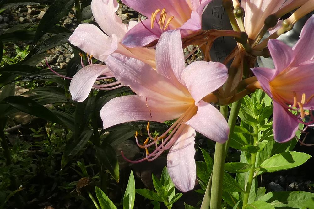 Photo of Surprise Lily (Lycoris squamigera) uploaded by LoriMT