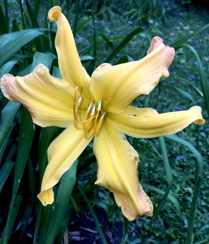 Photo of Daylily (Hemerocallis 'Cap and Bells') uploaded by RonNY