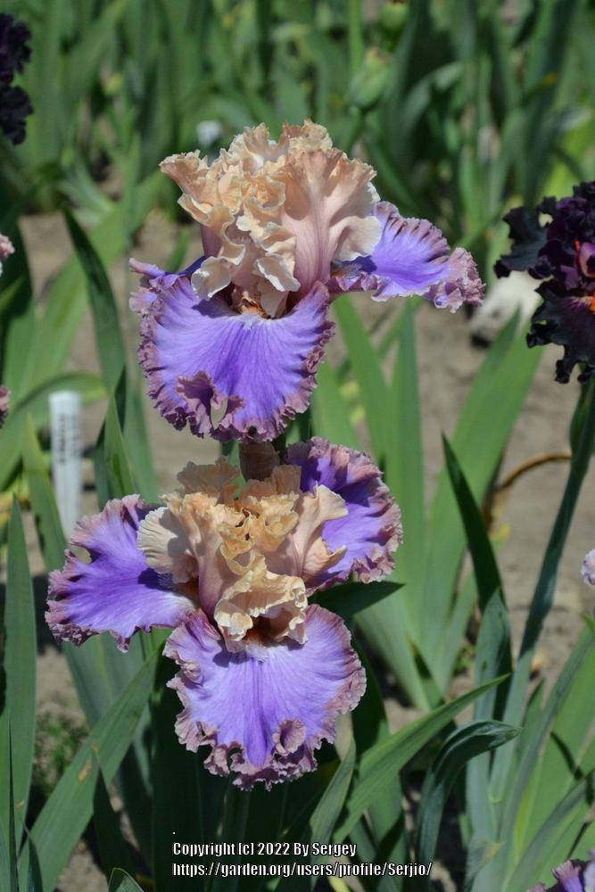 Photo of Tall Bearded Iris (Iris 'Highly Classified') uploaded by Serjio