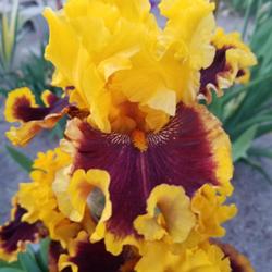 Location: Utah
Date: 2022-05-23
This iris is aptly named. Took photo in John Houser's garden- for