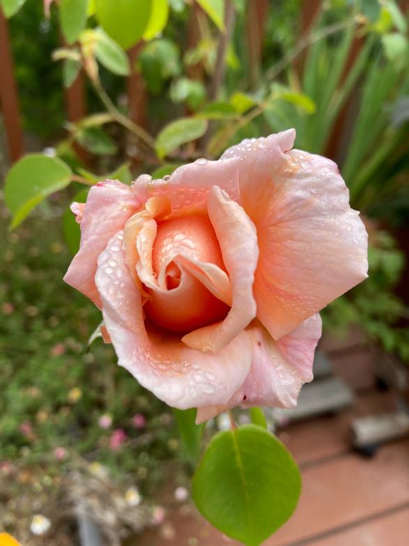 Photo of Rose (Rosa 'Break o' Day') uploaded by pmpauley