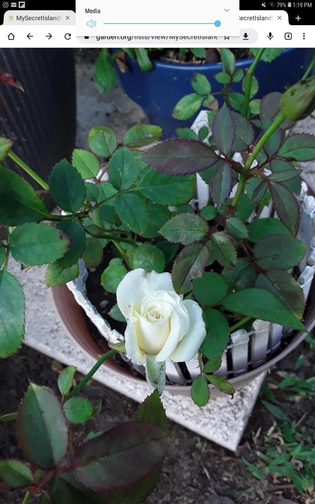 Photo of Roses (Rosa) uploaded by MySecretIslandGarden