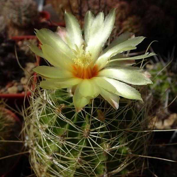 Photo of Hedgehog Cactus (Thelocactus setispinus) uploaded by Orsola