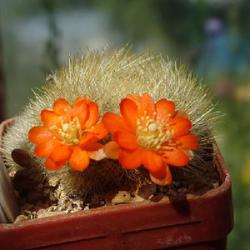 Location: From my collection. Poland.
Date: 2022-07-23
Rebutia spinosissima v. aurea WR 318