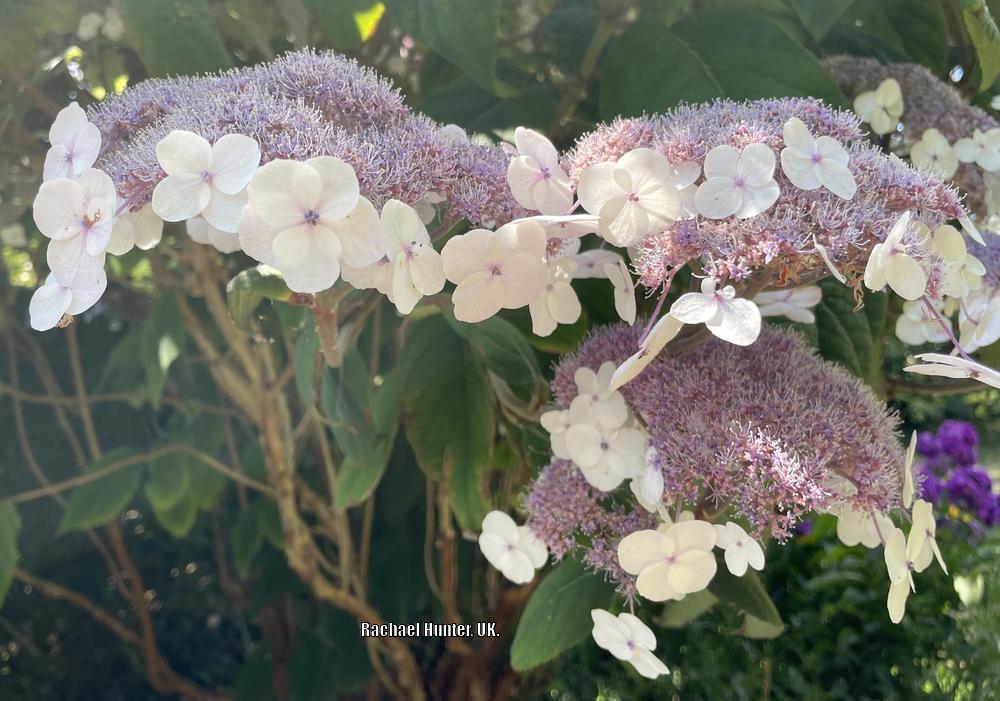 Photo of Lacecap Hydrangea (Hydrangea macrophylla Endless Summer® Twist-n-Shout®) uploaded by RachaelHunter