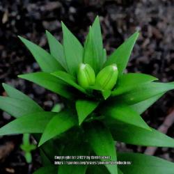 Location: Aberdeen, NC (my garden 2022)
Date: July 29, 2022
Oriental lily #74 nn, #8 fg; LHB page 223, 33-39-?, "Lilium: the 