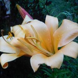 Location: Eagle Bay, New York
Date: 2022-07-29
Lily (Lilium African Queen) after the rain