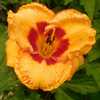 Daylily (Hemerocallis 'Cherokee Pass') 1st bloom this season