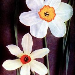 
Date: 1910
Narcissus 'Circlet' is at top, N. 'Firebrand' is at bottom of the