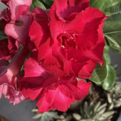 Location: My garden in Tampa, Florida
Date: 2022-07-29
My grafted desert rose, this has been blooming non-stop.