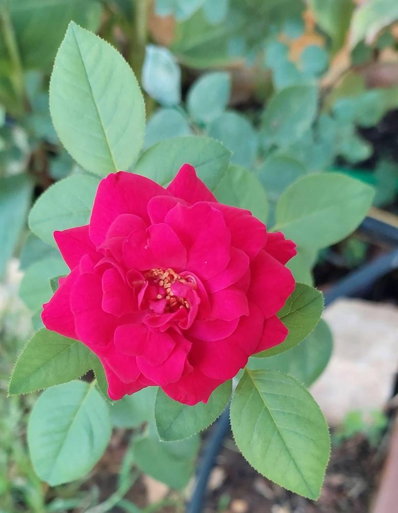 Photo of Rose (Rosa 'Tess of the d'Urbervilles') uploaded by LindsayG