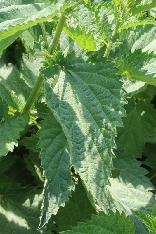 Photo of Stinging Nettle (Urtica dioica) uploaded by RuuddeBlock