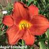 2nd bloom ever.  Purchased at Chicagoland Daylily Society sale 20