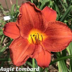 Location: Downers Grove, IL
Date: 2022-07-29
2nd bloom ever.  Purchased at Chicagoland Daylily Society sale 20
