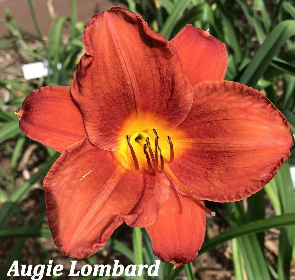 Photo of Daylily (Hemerocallis 'Augie Lombard') uploaded by nancyindg
