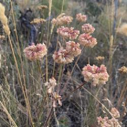 Location: East Canyon State Park, Morgan County, Utah, United States
Date: 2022-07-29
Dry flowers.
