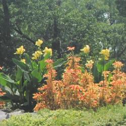 Location: Downingtown, Pennsylvania
Date: 2021-08-26
some plants in an annual border at a gold course