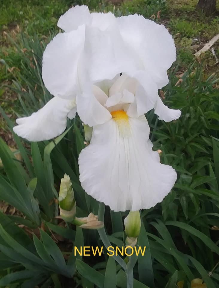Photo of Tall Bearded Iris (Iris 'New Snow') uploaded by IrisKing