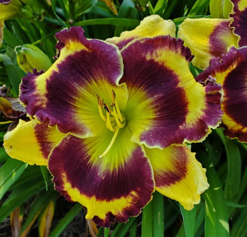 Photo of Daylily (Hemerocallis 'Pansy Face Charmer') uploaded by TammyTrent