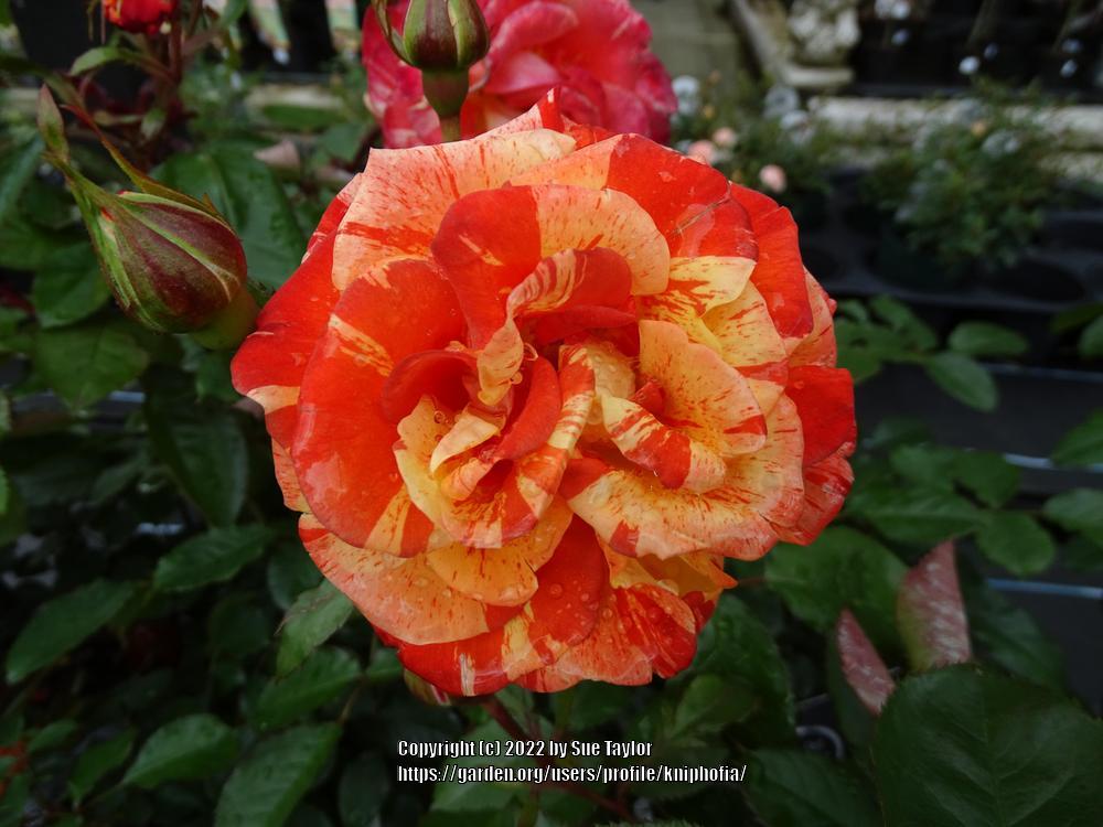Photo of Rose (Rosa 'Oranges 'n' Lemons') uploaded by kniphofia