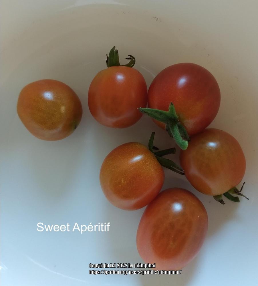 Photo of Tomato (Solanum lycopersicum 'Sweet Aperitif') uploaded by pitimpinai