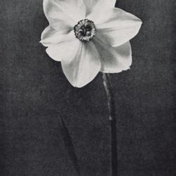 
Date: 1966
photo from the Daffodil Handbook, special issue of the 'American 