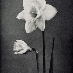 
Date: c. 1966
photo from the Daffodil Handbook, special issue of the 'American 