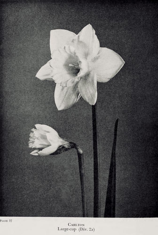 Photo of Large-cupped Daffodil (Narcissus 'Carlton') uploaded by scvirginia