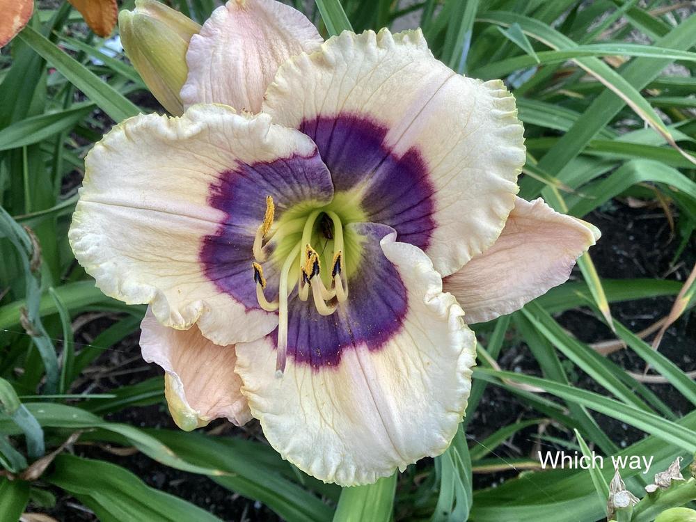 Photo of Daylily (Hemerocallis 'Which Way') uploaded by Gribouille17