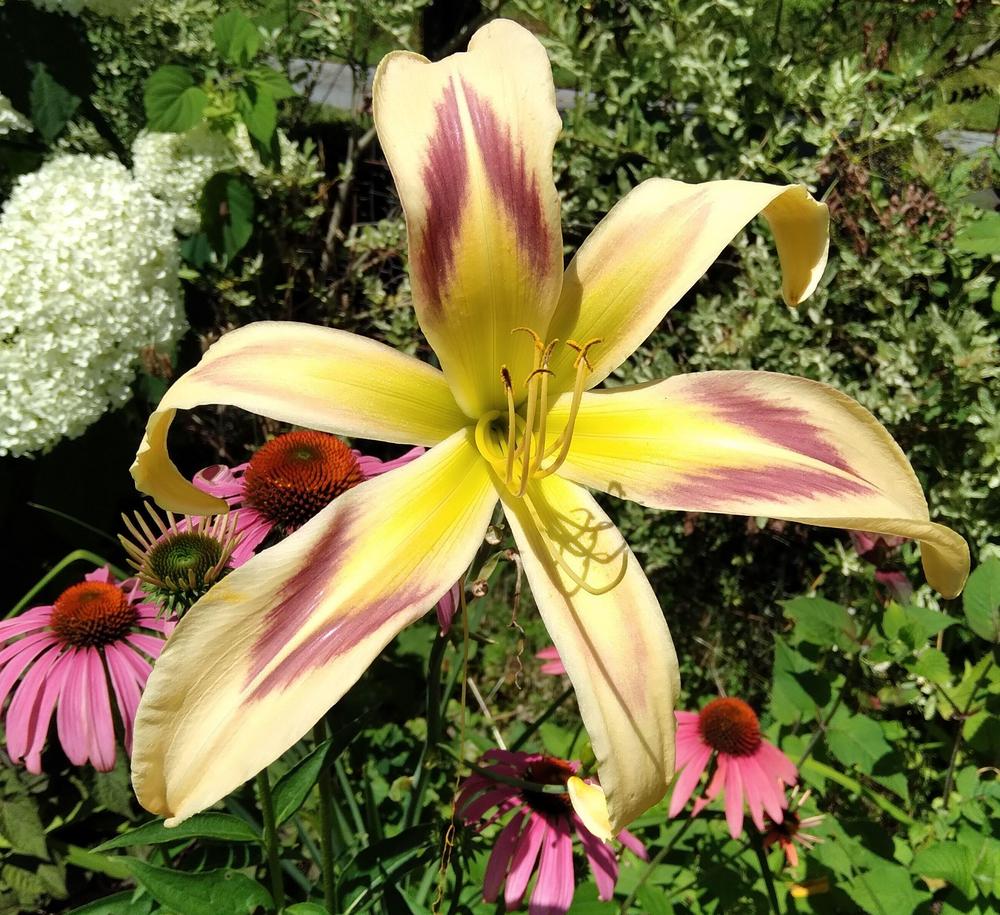 Photo of Daylily (Hemerocallis 'Persian Pattern') uploaded by adknative