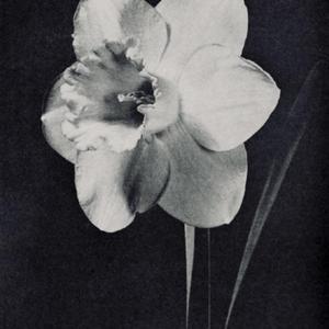 photo by Grant E. Mitsch from the Daffodil Handbook, special issu