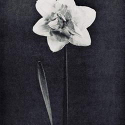 
Date: c. 1966
photo from the Daffodil Handbook, special issue of the 'American 