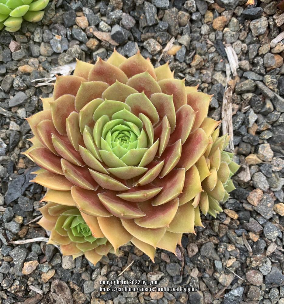 Photo of Hen and Chicks (Sempervivum 'China Doll') uploaded by valleylynn