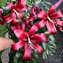 Location: Lithuania
Date: 2022.08.01
Lily Formia in full bloom. Photo taken in my garden.