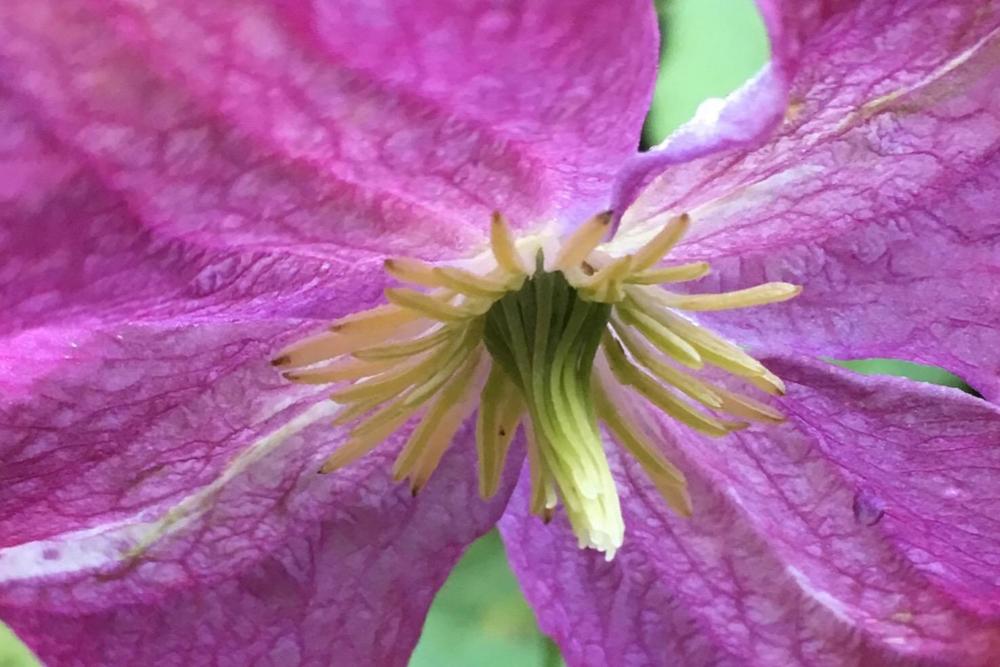 Photo of Clematis (Clematis viticella 'Little Butterfly') uploaded by Sheridragonfly
