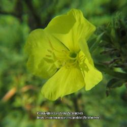 Location: Aberdeen, NC Pages Lake park
Date: August 1, 2022
Cut-leaf Evening Primrose #263; RAB page 752, 137-2-6; AG page 19