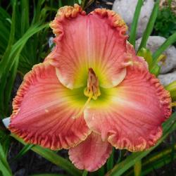 Location: Eagle Bay, New York
Date: 2022-08-02
Daylily (Hemerocallis 'Dixie Dazzle') in early morning light
