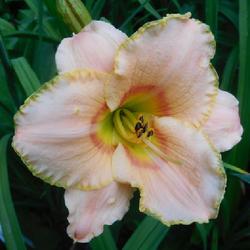 Location: Eagle Bay, New York
Date: 2022-08-02
Daylily (Hemerocallis 'Burling Street') 1st bloom