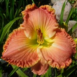 Location: Eagle Bay, New York
Date: 2022-08-02
Daylily (Hemerocallis 'Dixie Dazzle') in late morning sunlight