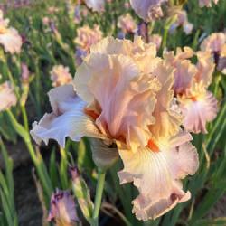 Location: Mid-America Iris Salem Oregon May 2022
Date: 8:00 pm
One of the most beautiful blend of colors I have ever seen!