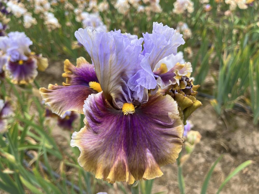 Photo of Tall Bearded Iris (Iris 'The Majestic') uploaded by pilot4