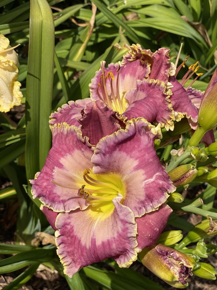 Photo of Daylily (Hemerocallis 'Peace Offering') uploaded by Legalily
