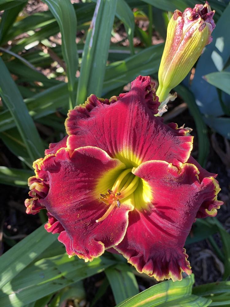 Photo of Daylily (Hemerocallis 'Home of the Free') uploaded by Legalily