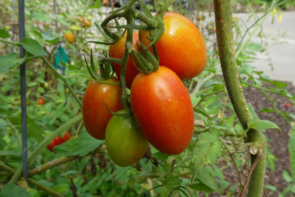 Photo of Tomato (Solanum lycopersicum 'Juliet') uploaded by LoriMT