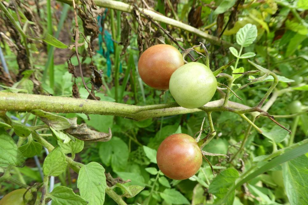 Photo of Tomato (Solanum lycopersicum 'Black Cherry') uploaded by LoriMT