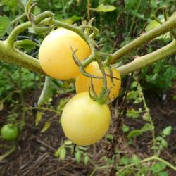 Location: my garden in Dawsonville, GA (zone 7b north Geogia mountains)
Date: 2022-08-03
This is the color of the ripe cherry tomato.  Looks very pretty i