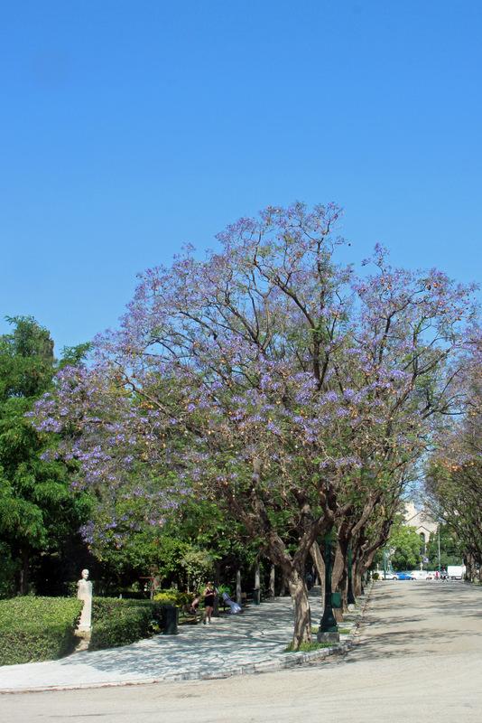 Photo of Jacaranda (Jacaranda mimosifolia) uploaded by RuuddeBlock