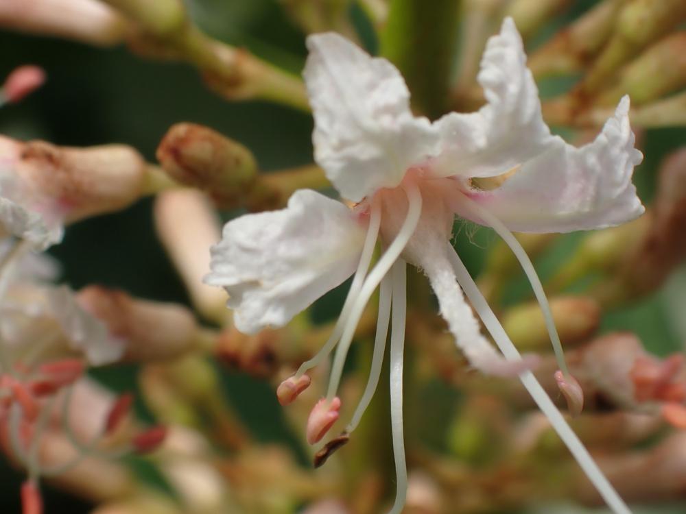 Photo of Bottlebrush Buckeye (Aesculus parviflora) uploaded by Vals_Garden